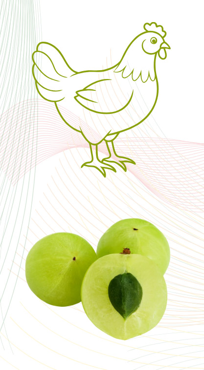 BIOMARK-ZEST-ENERGY-BOOSTER-FOR-LONG-TERM-PRODUCTIVITY